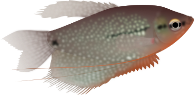 gourami
