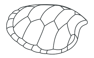 turtle shell outline