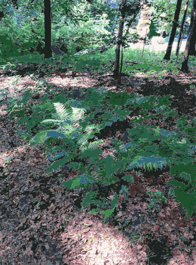 Lichtscheid Forest Again 2 2015071542