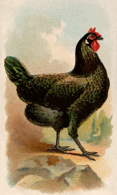 CigCardLaFlecheHen
