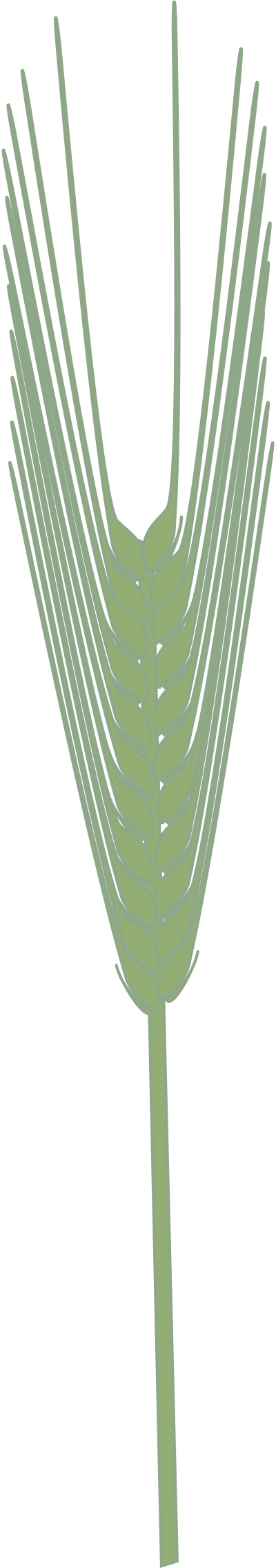 barley