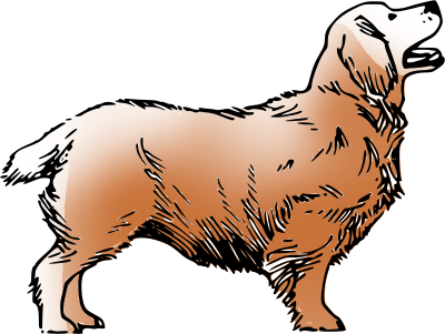 dog brown