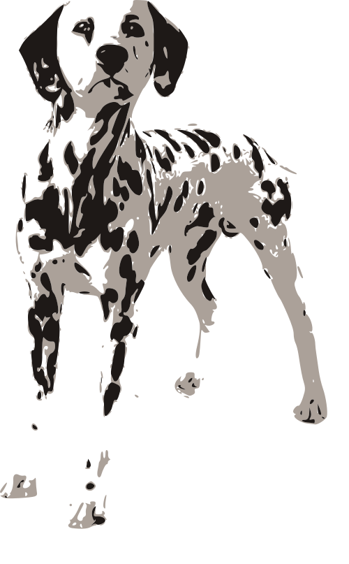 dalmation