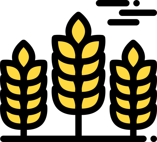 wheat barley