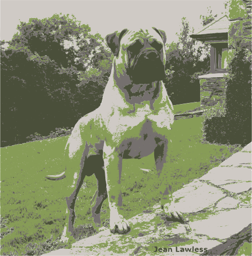 bullmastiff 4 colors