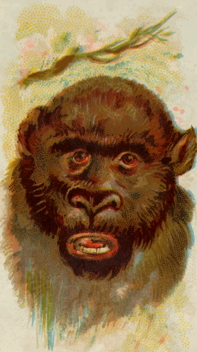 CigCardGorilla