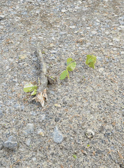 Lichtscheid Forest Again 1 2015071513