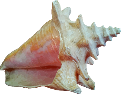 SeaShell12Photo