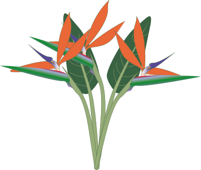 oiseau du paradis
