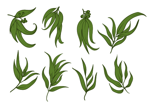 eucalyptus leaves