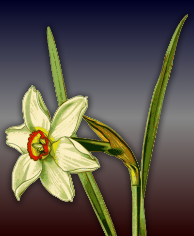 daffodil1885334488