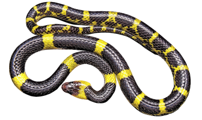 Yellow And Black Snake