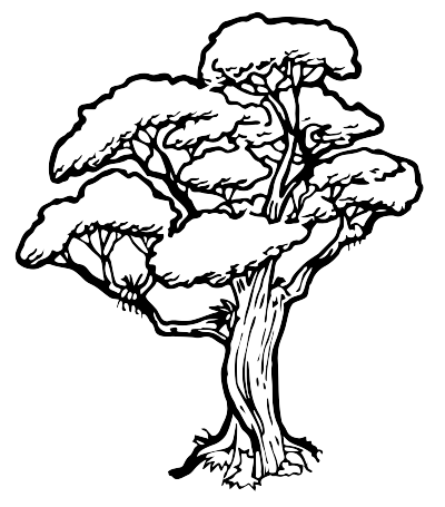 rata tree