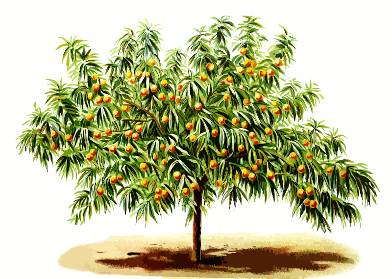 PeachTree