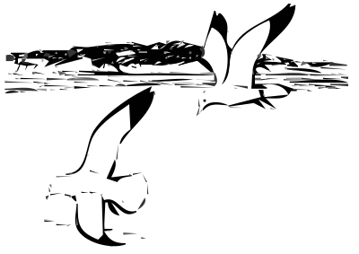 Herring Gulls 2