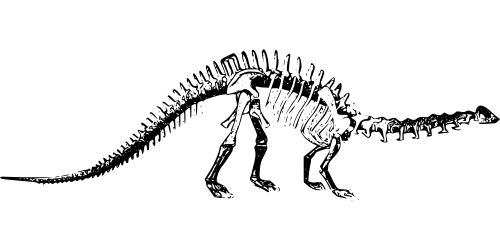 brontosaurus skeleton