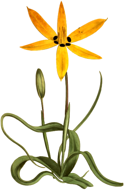 YellowFloweredStarHypoxis