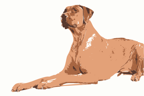 Rhodesian Ridgeback