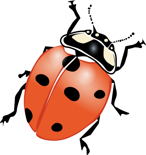 29 ladybug