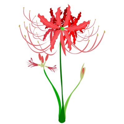 flower39alycoris radiata